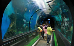 Phuket Aquarium