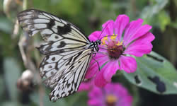 Phuket Butterfly Garden