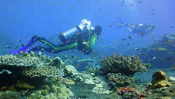 Tauchen Phuket